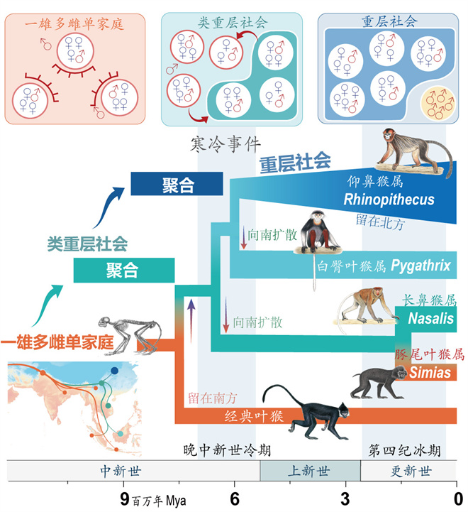 Science封面文章:欧宝电竞平台金丝猴研究团队首次系统揭示灵长类社会演化之谜_fororder_寒冷事件促进亚洲叶猴社会聚合(供图 齐晓光 赵兰 武进伟)